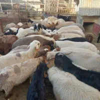معاوضه با ماشین