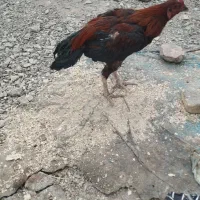 خروس