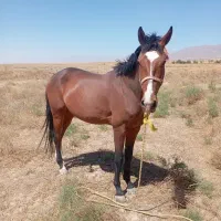 اسب دو ساله