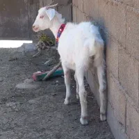 بزغاله ۲ماه نیمه خوراک خور