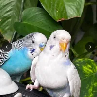 یک جفت مرغ عشق نروماده