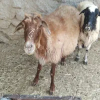 میش|حیوانات مزرعه|اراک, |دیوار