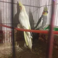 عروس هلندی جفت بالغ تضمینی