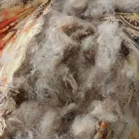 پشم گوسفند