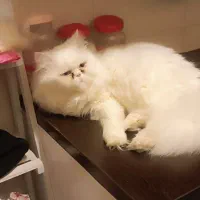 پرشین اصیل