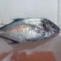 ماهی جیش تازه صید بوشهر