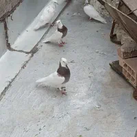 کفتر
