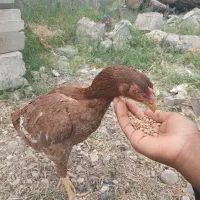 مرغ‌وخروس