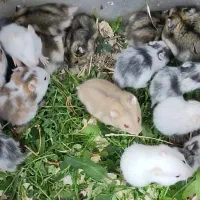 همستر|موش و خرگوش|سهند, |دیوار