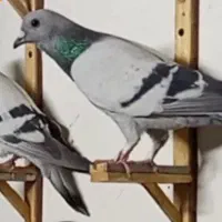 سبز کرمانی باختی