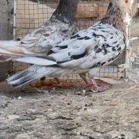 جفت سار شکلاتی