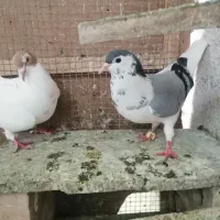 3تاکبوترماده رنگی هم پرش هم جوجه سه تاش چون