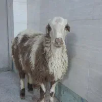 گوسفند (بره نر)