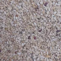 لوبیا سفید آشی