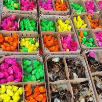 جوجه محلی رنگی اردک