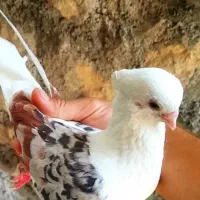 دوکت