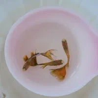 60 عدد ماهی گوپی