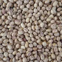 لوبیا چیتی درجه یک کوشا دست چین شده 20 کیلو