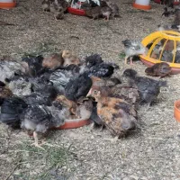 جوجه گلپایگان