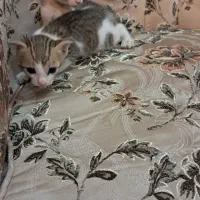 واگذاری گربه