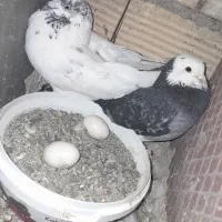 ۷کفتر کبوتر
