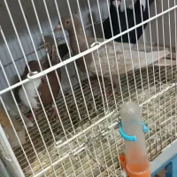 کفتر|پرنده|سبزوار, طبرسی (جعفرآباد)|دیوار