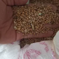 گندم دیم افتاب
