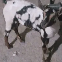 کهر سلاله نر و ماده