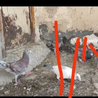 کبوترپلاکی نر