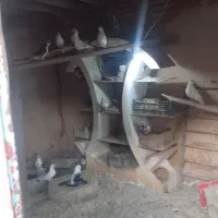 زیل.کبوتر.درج.یک.وتمیز