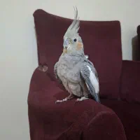 عروس هلندی ماده سرحال