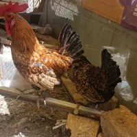 مرغ و خروس مینیاتوری سالم و سرحال