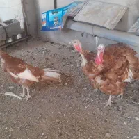 بوقلمون مولد