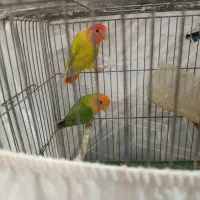 یک جفت طوطی برزیلی