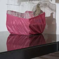 بلدرچین کوهی نر یا بدبده کرک بخوان