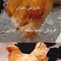 تخم نطفه دار برهما حنایی