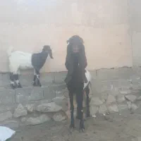 بزبابزغله پاکستانی