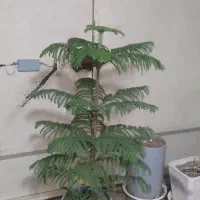 گل و گلدان