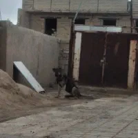 سگ‌سراب