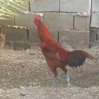 خروس و جوجه لاری اصل