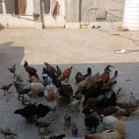 مرغ و خروس محلی