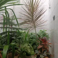 فروش تعدادی گل