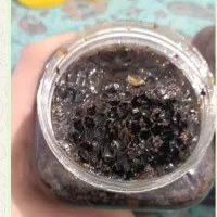 عسل وحشی اصل
