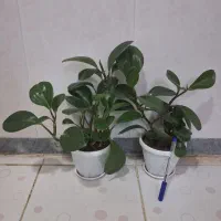 لوازم جانبی موبایل نیس گ ل