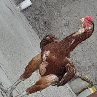 خروس لاری