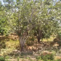 باغ-فروشی