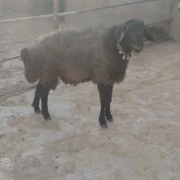 قوچ فروشی