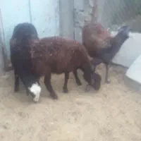 گوسفند