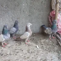 سینه سبز
