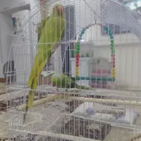 ملنگو